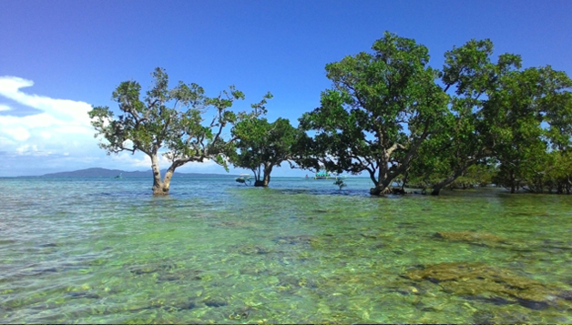 <br/><h3 class='text-white'>Cagbalete Old Mangroves, Mauban, Quezon</h3>
                      <br/><br/>
                      Home to a number of species of animals such as Kingfishers, parrots, wild ducks, tabon birds and others, Cagbalete Island is also the habitat of the coconut crab or “kuray” (a Cagbalete favorite),  starfishes, “alimasag”, “umang”, etc., and a long time ago, the “pawikan” (giant sea turtle). In the last 5 years, the local townfolks have reported several sightings of threatened and endangered species such as sea turtles, young whalesharks and dugongs foraging in the sea and mangrove areas. We have also organized the Cagbalete Beach Owners and Bantay Dagat Cooperation in 2013 to stop dynamite & illegal fishing in Cagbalete. This has been very effective as shown by more marine species being seen near the shore of Cagbalete like manta rays, dolphins, sea turtles, and various fishes. The corals are also getting healthy and growing! A marine sanctuary is now being planned and may soon be established at Cagbalete.
                      
                      